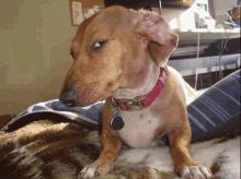 a very suspicious dog giving side-eye